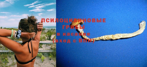 прущие грибы Новозыбков