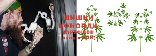 прущие грибы Новозыбков